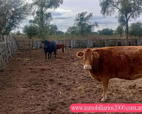 Córdoba Cruz del ELE 1300 Has Ganaderas Selectivas