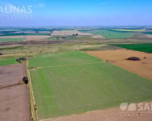 310 Has - Campo Mixto de Relive Ondulado