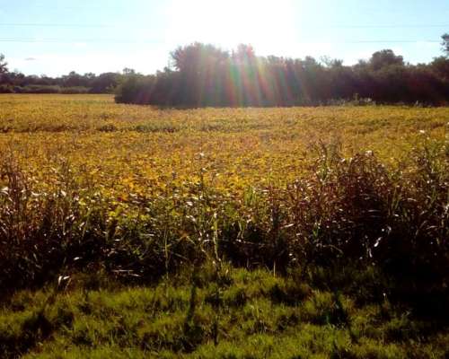 Vendo Lote de 30 Hectáreas Sobre RN 95 Sáenz Peña Chaco