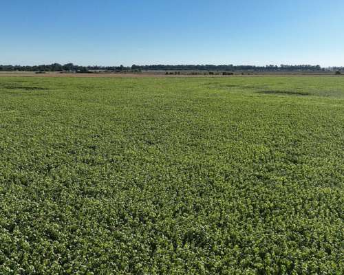 Monte, Buenos Aires - 1.082 Ha