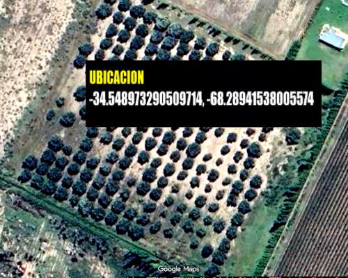 Linda Finca con Producción para Aceite ,5,6 Hectáreas