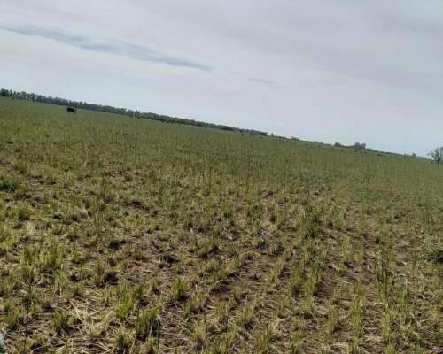 Vendo Campo Agricola Zona Villa Valeria-buena Esperanza