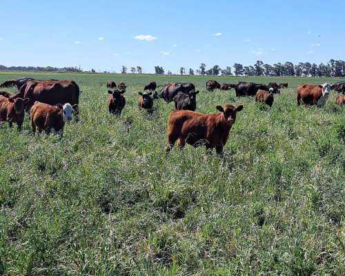 Venta de Terneros Angus 210 Kg