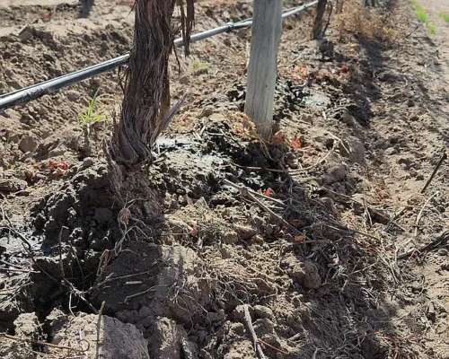 Se Vende Finca en Valle de UCO Mendoza. 300 Ha de Viñedo en