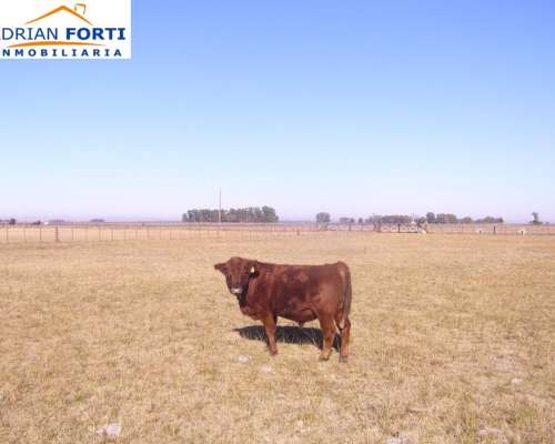 275 Has Gral. Alvear