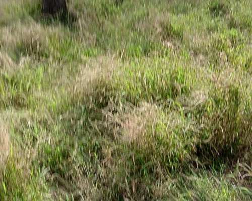 Excepciónal Campo 1300 Hectáreas