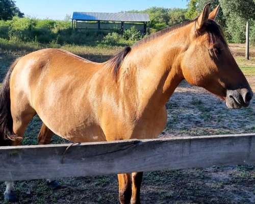 Campo Ganadero 2780 Has Gral San Martin a 23 KM.