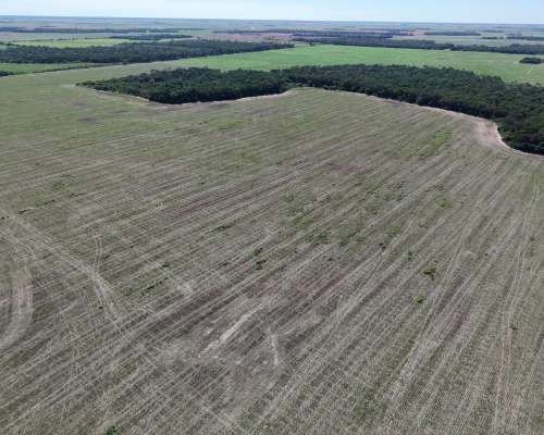 Charata, Chacabuco, Chaco - 100 Ha