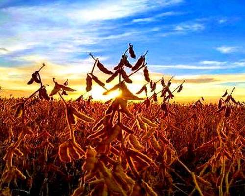 660 Ha en Agricultura, en el Partido de General Villegas