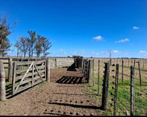 Se Venden 400 Ha en Bella Italia