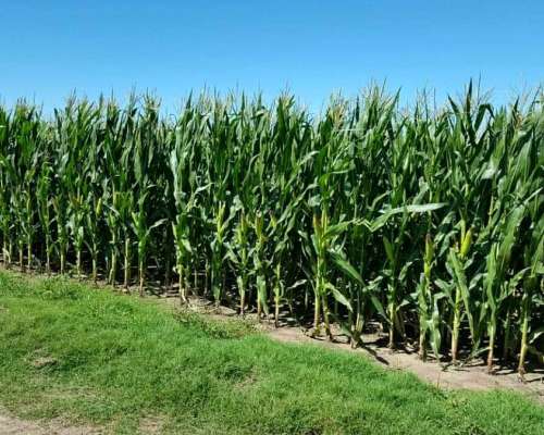 Vendo 180 Has en Cuatro Bocas