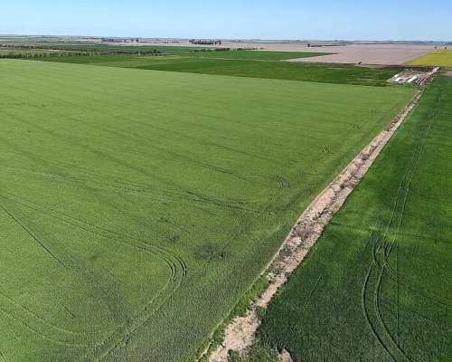 Vendo 550 Has Villa Totoral