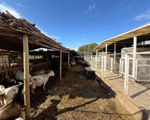 Finca de 15ha D° Riego, Pozo, Goteo.