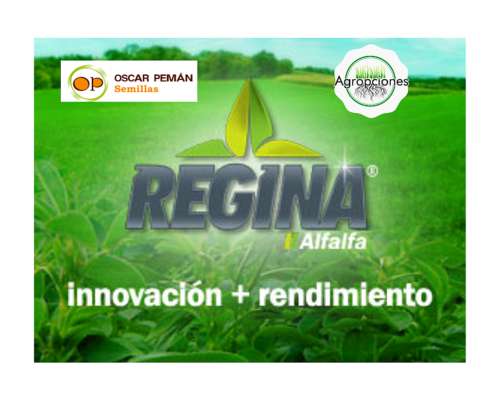 Semilla de Alfalfa Regina - Semillero Peman