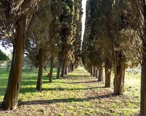 Hermosa Chacra en Venta de 9 Has en San Pedro