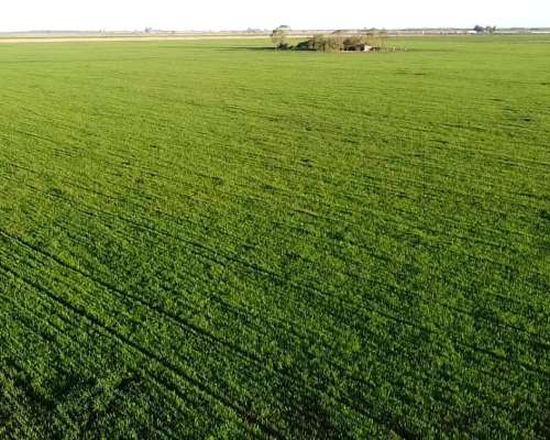 Vendo Campo 283 Ha Morrizon