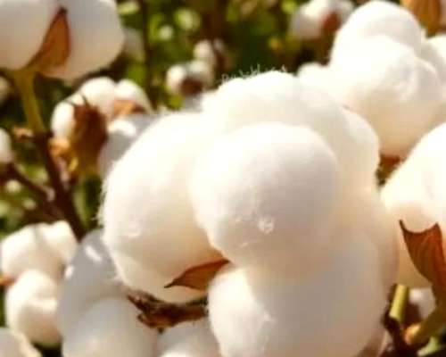 Campo Mixto de 3000 Hectáreas