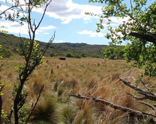 Cerros Largos ( la Carolina ) 154 Has