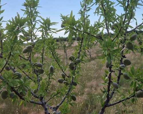 19ha con Almendros,casa, Riego por Goteo.medanos- Villarino
