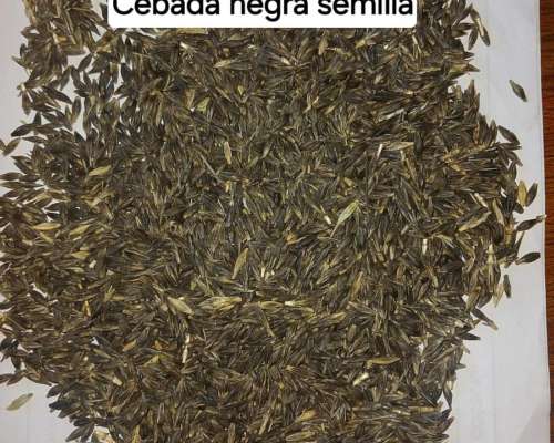 Semilla de Cebada Negra