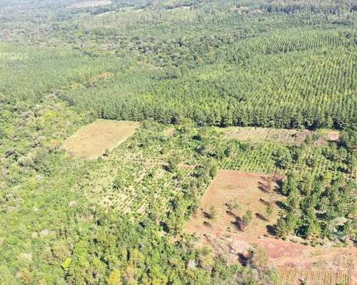 Se Vende 29 HA. con 4 Ha de Yerba Mate. Gobernador Roca Misi