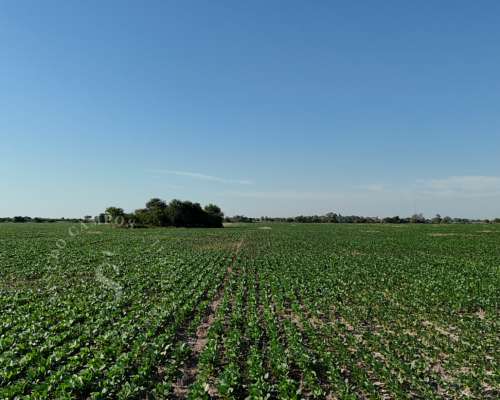 Venta Campo. 64 Hectáreas. Soledad, Santa FE.