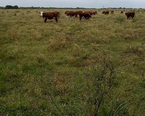 260 Ha Ganadero Mercedes BS