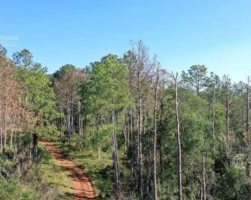 Se Vende Campo 740 Ha Ganadero-forestal en San Vicente, Misi