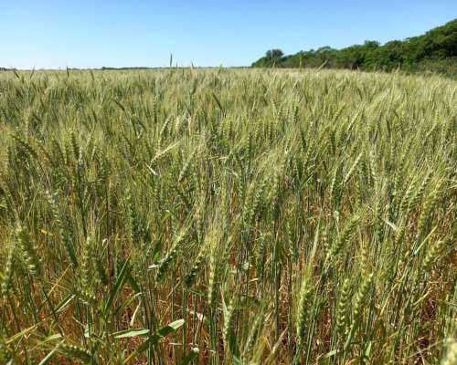 26 Ha Agricolas. Departamento Castellanos.