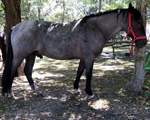 Caballo Criollo Inscripto SRA