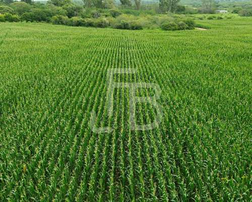 Campo Agrícola 35 Has, Cañada de Río Pinto. Escritura