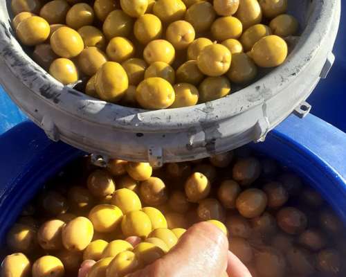 Aceitunas Verdes y Negras en Salmuera X Mayor