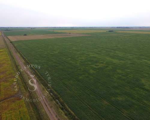 Campo Agrícola. 74 HA. Gaboto, Santa FE