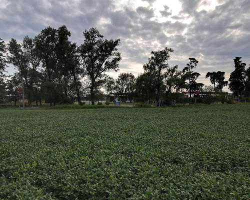 6 Ha Agricolas en Centeno. Suelo Clase 2. Ingreso por RN 34.
