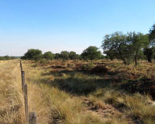 San Luis, Campo Ganadero Arrendamiento 11.000 Has