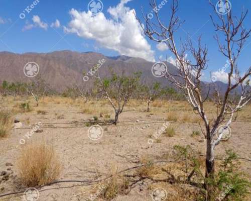 Campo en Venta de 357 Has Santa Maria, Catamarca