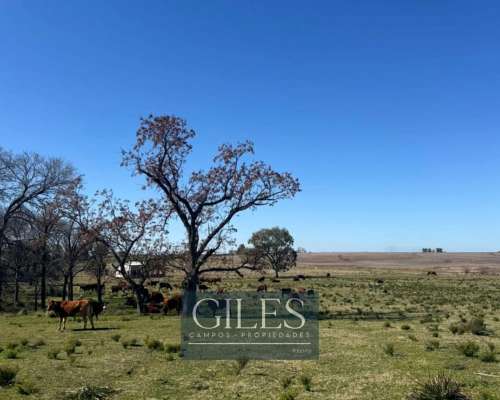 Campo Mixto 80 Hectáreas C/mejoras