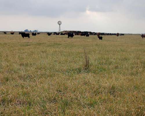 Campo en Venta 800 HA. Mixto. Carlos Casares. Oportunidad.