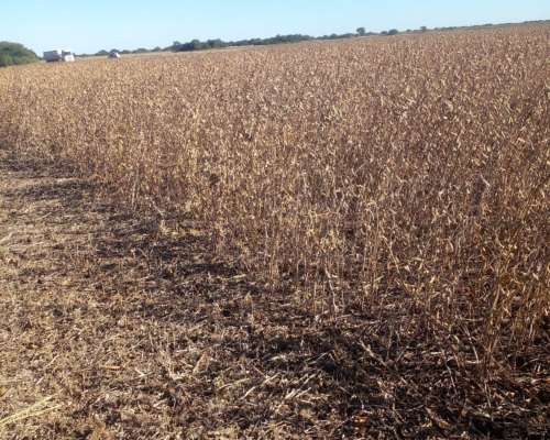 173 Has Agrícolas. Suelo Clase 2. Cuatro Bocas (santa FE)