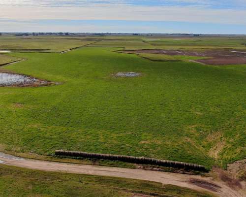 1.050 Has - Veinticinco de Mayo - BS. AS. - Mixto - Venta