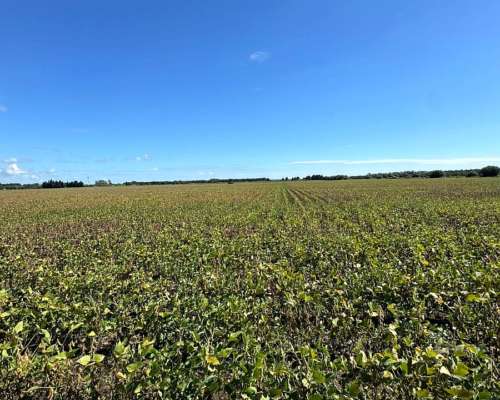 Campo Agrícola 26 Has