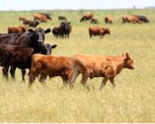 Venta Campo Ganadero - Zona Gobernador Dupuy - San Luis