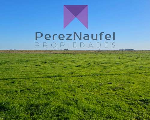 Campo Alquiler Ruta 29 Rauch Pila 460 Ha