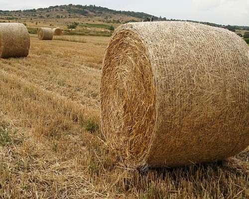 300 Ha Campo Agricola con Instalaciones.