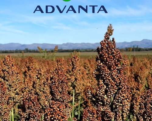🌾 Semillas de Sorgo Advanta – Productividad Garantizada
