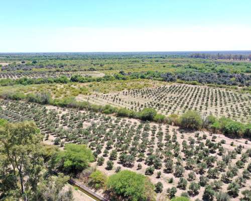 Campo Agrícola Ganadero 285 HA, las Playas, Córdoba.