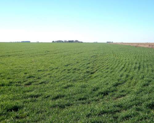 377ha en Teniente Origone Agricolas Financiadas a 3 Años