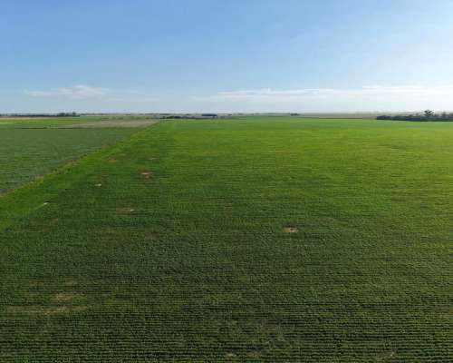 Totoras, Iriondo, Santa FE - 160 Ha