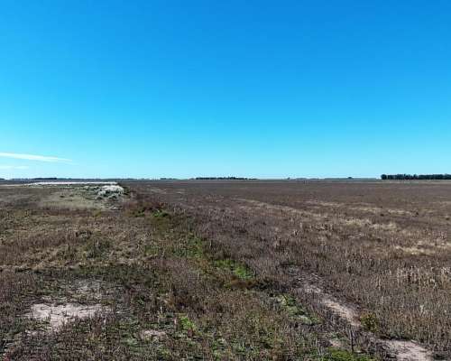 Campo 223 Ha Santa Regina, Gral. Villegas, BS. AS.