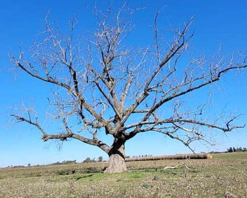 2 Campos de 24 Hectáreas C/U